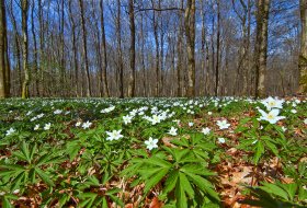 Phoca Thumb M Wald Mit Buschwindroeschen 0112 2012